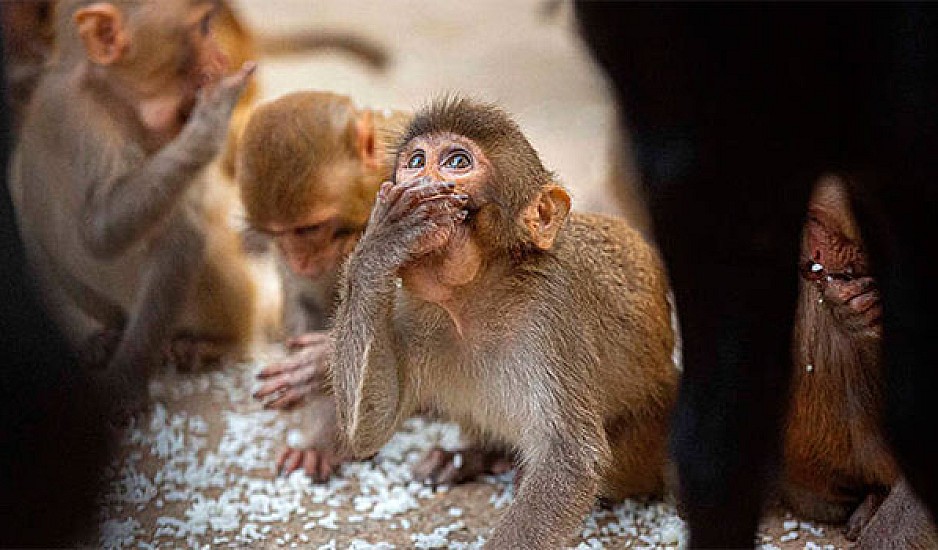 Πίθηκοι έκλεψαν δείγματα αίματος ασθενών με κορονοϊό και εξαφανίστηκαν