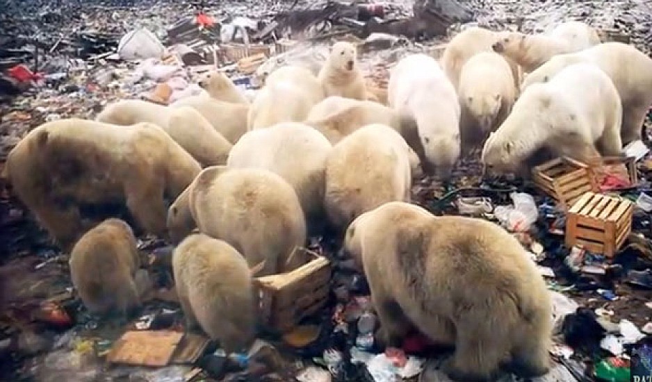 Εισβολή πολικών αρκούδων σε χωριό της Ρωσίας,  αναζητούν φαγητό