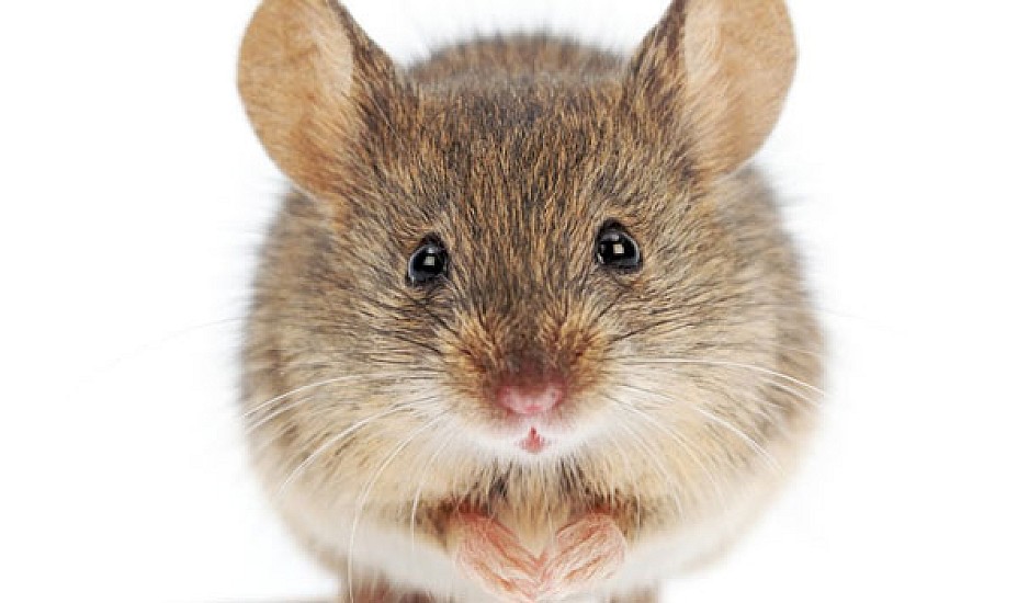 Και όμως δεν είναι Viral είδηση: Ερευνητές έμαθαν σε ποντίκια να οδηγούν!