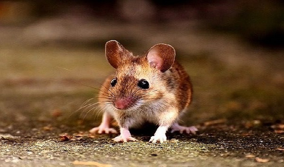 Πάτρα: Ποντίκια εμφανίστηκαν σε προνήπιο και νήπιο – Έκλεισε για απολύμανση