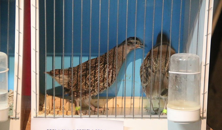 Χανιά: Κρατούσε 48 άγρια πουλιά φυλακισμένα σε κλουβιά