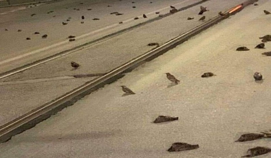 Ιταλία: Εκατοντάδες πουλιά νεκρά στη Ρώμη ‑ Πιθανότατα λόγω των πυροτεχνημάτων