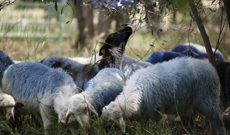 Ηλεία: Αυτοκίνητο θέρισε τα πρόβατα του κτηνοτρόφου σε τροχαίο