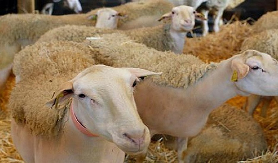 Ηράκλειο: Ένα πρόβατο με GPS "έδειξε" τους ζωοκλέφτες