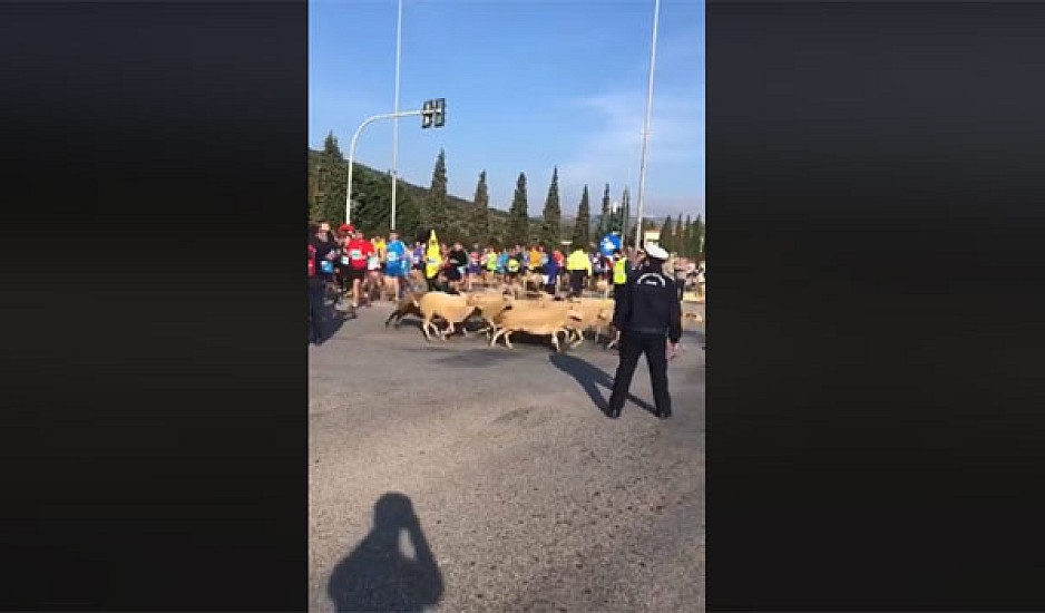 Τι κάνουν τα πρόβατα και ο πανικόβλητος τσοπάνης στο Μαραθώνιο της Αθήνας; Βίντεο