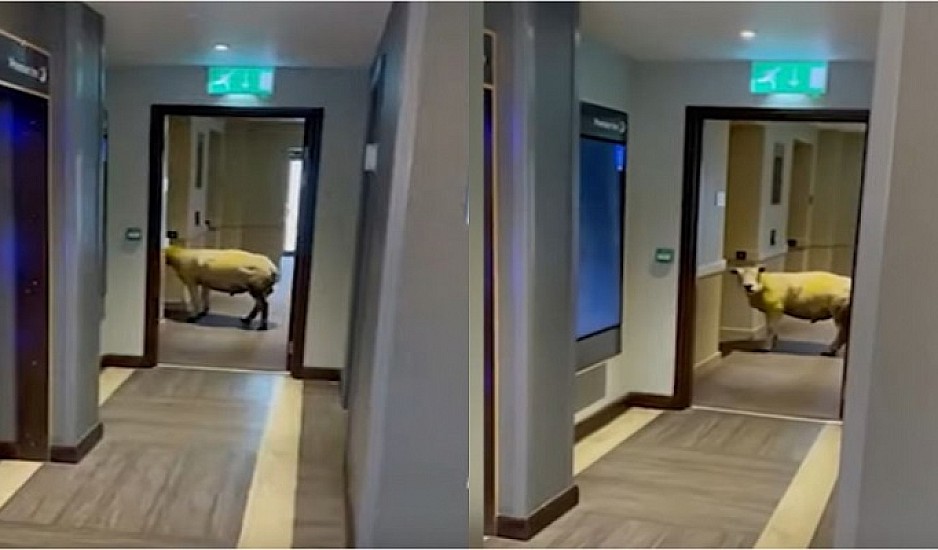 Πρόβατο μπήκε σε ξενοδοχείο και περίμενε το ασανσέρ