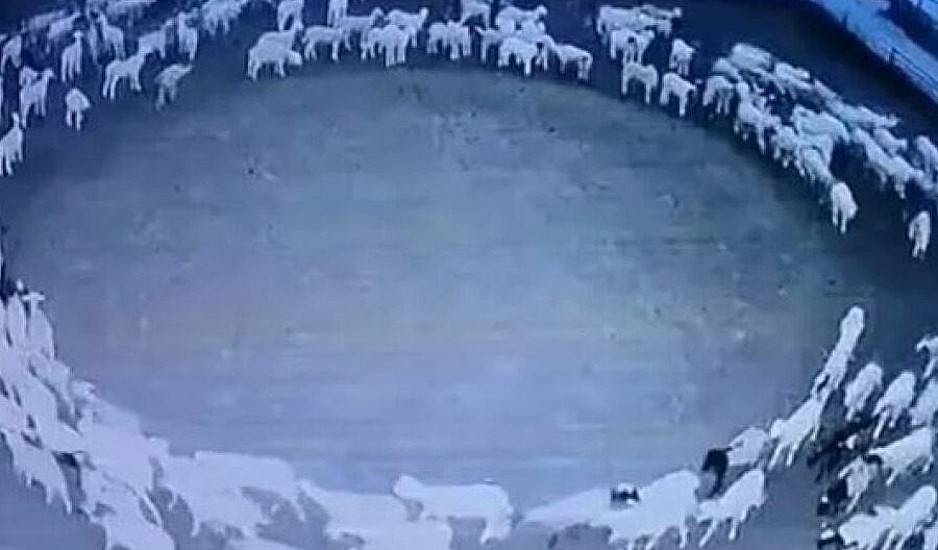 Κίνα: Αυτός είναι ο λόγος που έκαναν κύκλους τα πρόβατα για δώδεκα μέρες