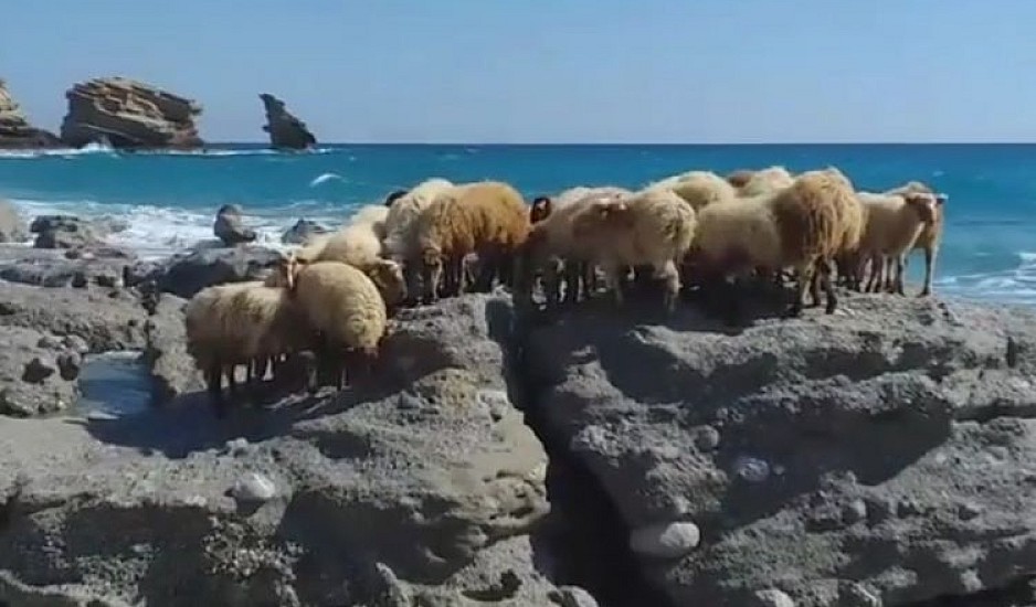 Viral τα πρόβατα που ατένιζαν τη θάλασσα πάνω σε βράχο τη θάλασσα της Τριόπερας