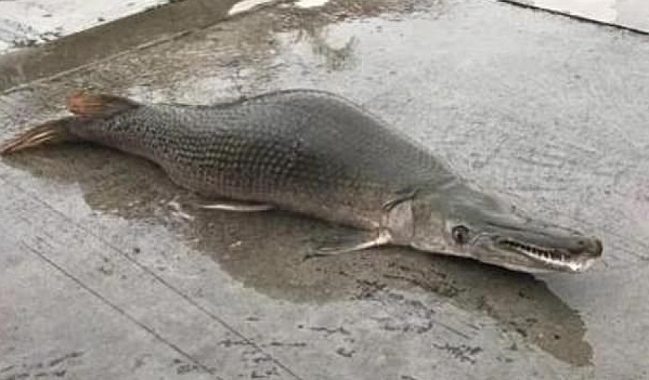 Ψάρι-τέρας σκόρπισε τον τρόμο στην Κίνα