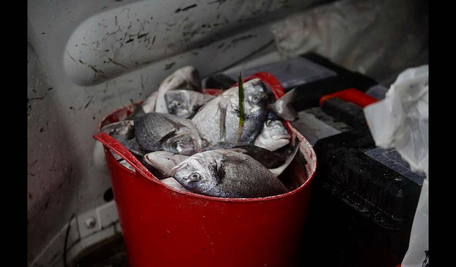 Μάλτα: Έβρεξε χιλιάδες ψάρια και ήταν ολοζώντανα. Βίντεο