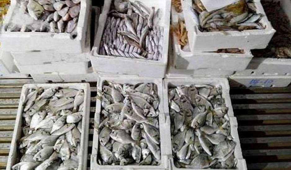 Θεσσαλονίκη: Κατασχέθηκαν 621 κιλά ψαριών στην ιχθυόσκαλα της Ν. Μηχανιώνας