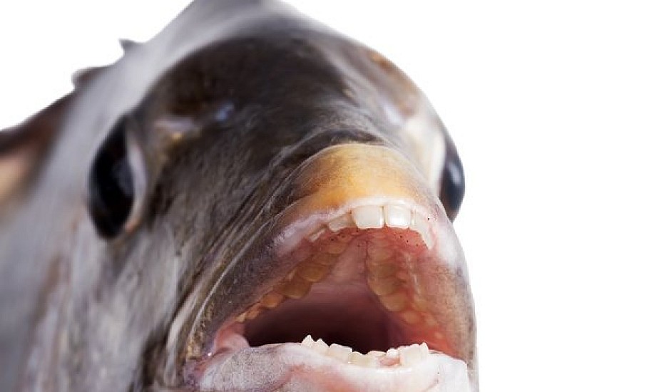 Το ψάρι με τα ανθρώπινα δόντια