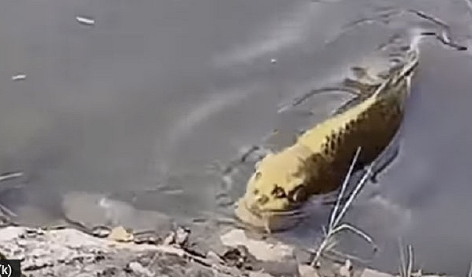 Aπαθανατίστηκε ψάρι με ανθρώπινο πρόσωπο! Βίντεο