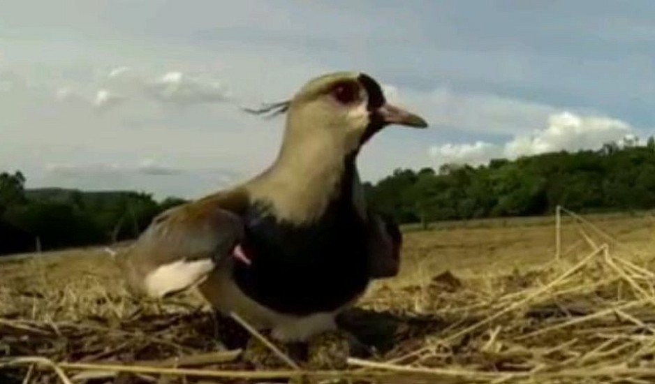 Μητέρα - πτηνό προστατεύει τα αυγά της από τρακτέρ