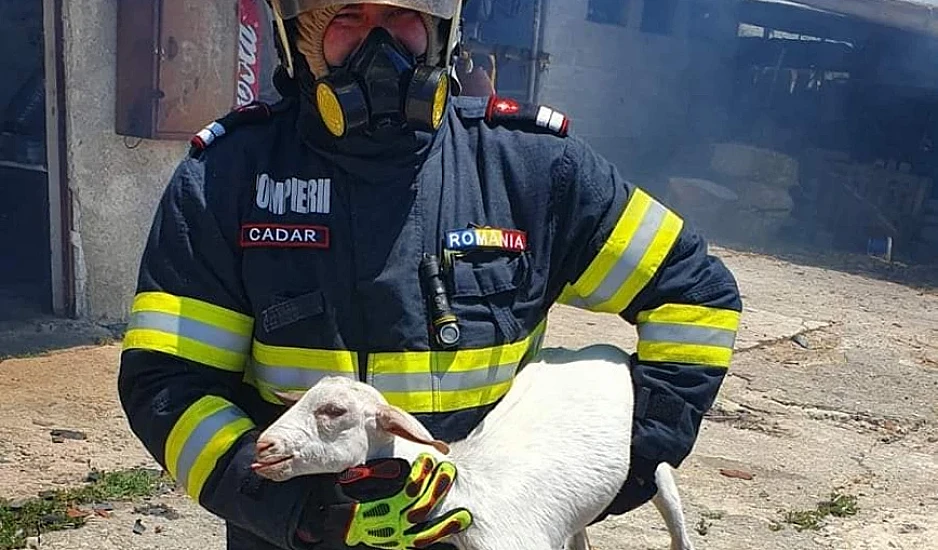 Σχηματάρι: Ρουμάνος πυροσβέστης έσωσε από τις φλόγες κατσικάκι
