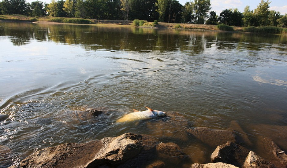 Γέμισε με νεκρά ψάρια ποταμός που διαρρέει Πολωνία και Γερμανία – Μεγάλη ανησυχία