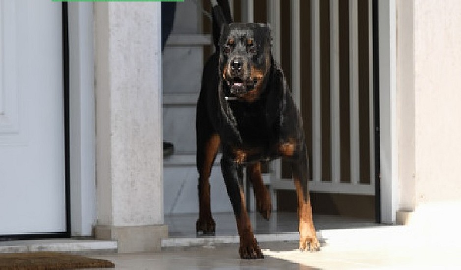 Τραγωδία με βρέφος στα Γλυκά Νερά: Οι γονείς θα αποφασίσουν για την τύχη του σκύλου