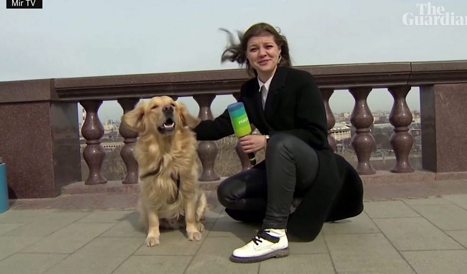 Σκύλος έκλεψε το μικρόφωνο από ρεπόρτερ σε ζωντανή σύνδεση. Βίντεο