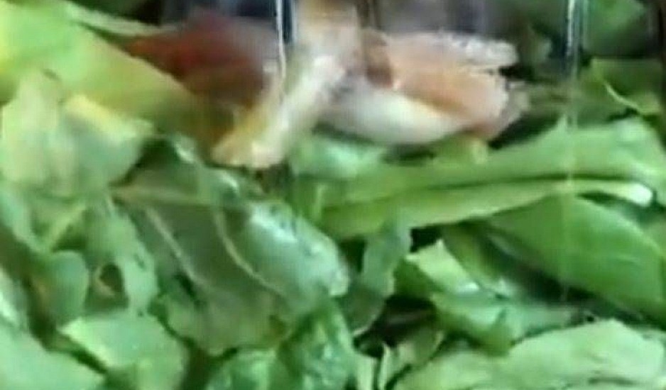 Βρήκε ένα ζωντανό βατραχάκι στην έτοιμη σαλάτα που αγόρασε. Βίντεο