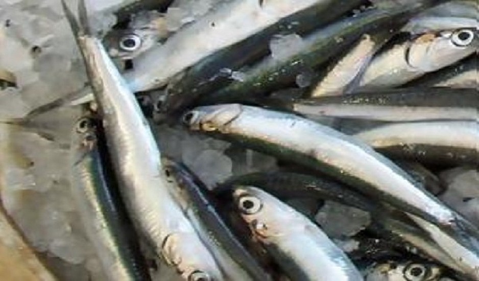 Σαρδέλα: To ψάρι που βρίσκεται σε αφθονία και θωρακίζει το ανοσοποιητικό μας;