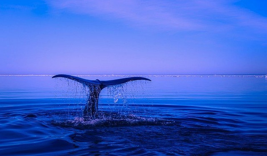ΗΠΑ: Απίστευτο περιστατικό – Βρέθηκε στο στόμα μιας φάλαινας και επέζησε