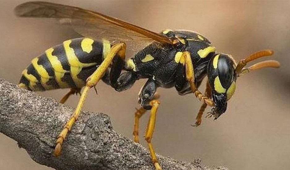 Εύβοια: Πέθανε από τσιμπήματα μελισσών που απελευθερώθηκαν μετά από τροχαίο