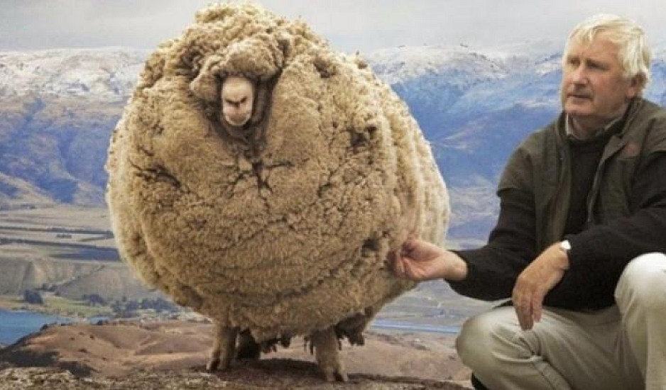Πρόβατο κρυβόταν επί χρόνια για να μην το κουρέψουν. Όταν τον έπιασαν έβγαλαν 40 κιλά μαλλί