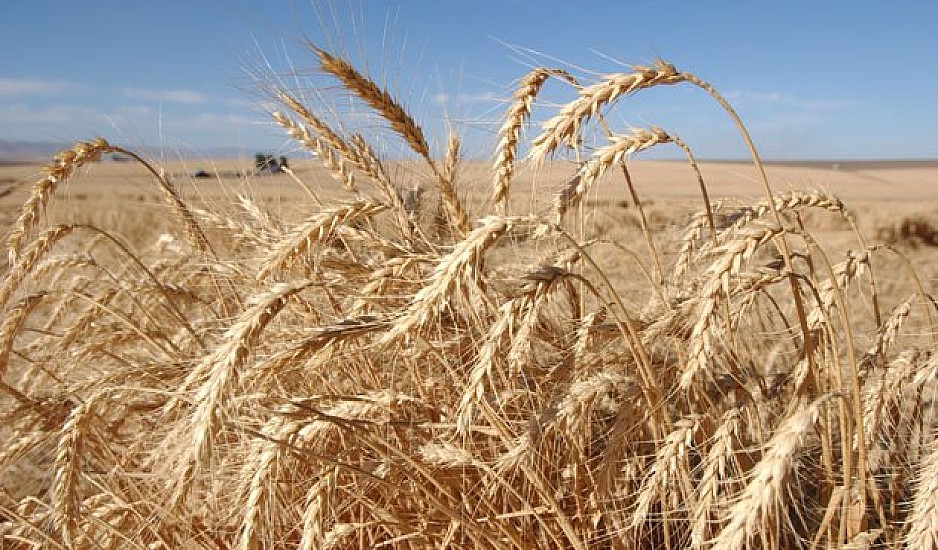Η Ουκρανία κατηγορεί τη Ρωσία πως κατέσχεσε 400.000 τόνους σιτηρών - Για κίνδυνο λιμού προειδοποιεί το Κίεβο