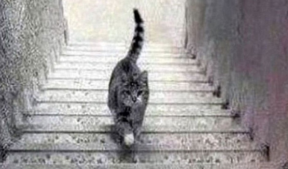 Η γάτα που διχάζει το διαδίκτυο. Ανεβαίνει ή κατεβαίνει τα σκαλιά;