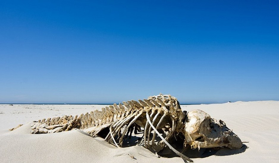 Τεράστιος σκελετός ξεβράστηκε σε παραλία - Είναι το τέρας του Λοχ Νες;