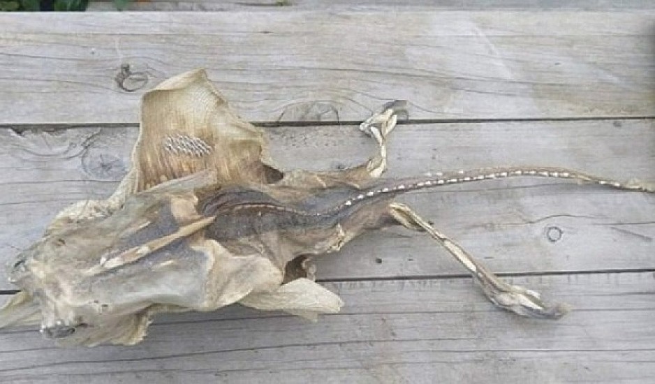 O απόκοσμος σκελετός που  ξεβράστηκε σε παραλία