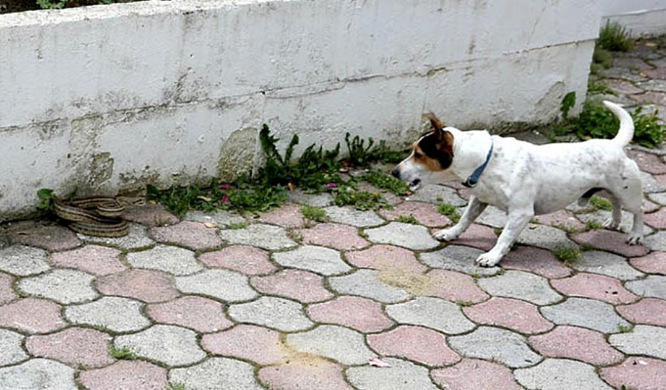 Ηρωικό σκυλάκι στην Καστοριά έσωσε τα αφεντικά του από φίδι