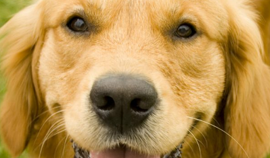 Πώς τα σκυλιά κλέβουν με τα μάτια τους τις καρδιές των ανθρώπων