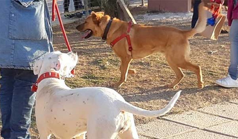Εγκαινιάστηκε το πρώτο πάρκο για σκύλους στην Κρήτη