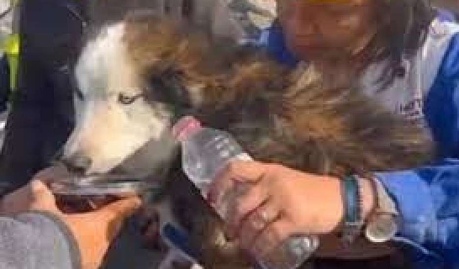 Σεισμός στην Τουρκία: Σκύλος ανασύρθηκε ζωντανός μετά από 23 ημέρες από τα ερείπια