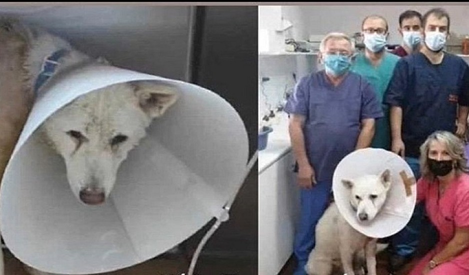 Ο σκύλος που μαχαιρώθηκε στη Νίκαια επιστρέφει στον ιδιοκτήτη του