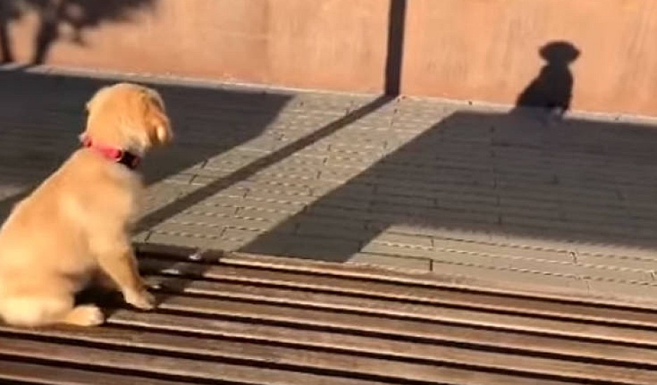 Η ξεκαρδιστική αντίδραση ενός σκύλου που βλέπει πρώτη φορά τη σκιά του