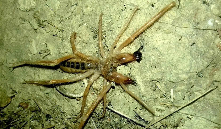 Τρόμος στα Τρίκαλα με την εμφάνιση μεγάλης αράχνης - σκορπιού