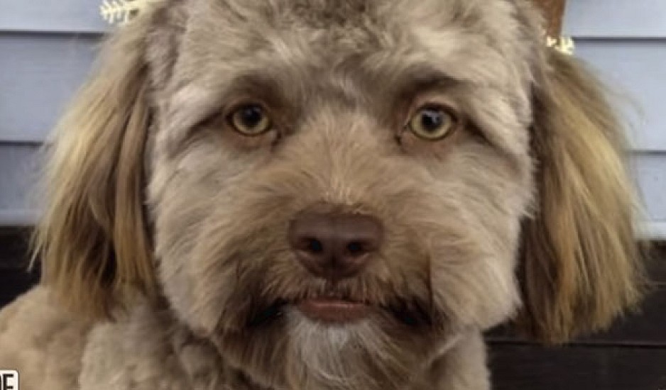 Ο σκύλος που μοιάζει με άνθρωπο τρέλανε το διαδίκτυο και έγινε viral!