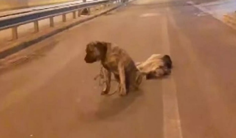 Συγκινητικό βίντεο: Σκύλος θρηνεί τον τετράποδο φίλο του και δεν τον εγκαταλείπει