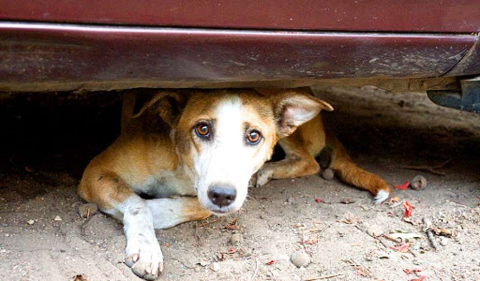 Σκυλάκι πέθανε από τρόμο για τα βεγγαλικά – Δεκάδες εξαφανίσεις ζώων μετά την Ανάσταση