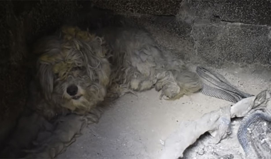 Μάτι: Σκύλος κρύφτηκε σε φούρνο σπιτιού και κατάφερε να σωθεί από τη φωτιά