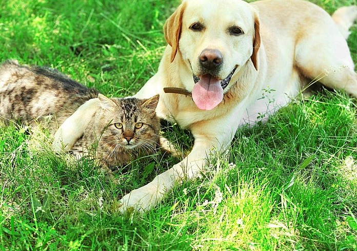 Γάτα ή σκύλο; Τι δείχνει το κατοικίδιο σας για την προσωπικότητα σας