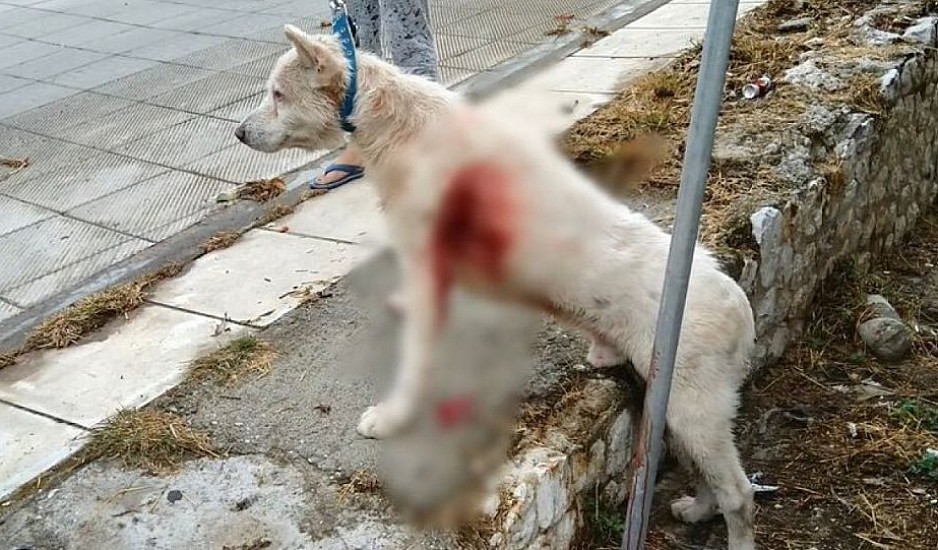 Νίκαια: Νέο περιστατικό άγριας κακοποίησης ζώου – Καθηγητής μαχαίρωσε σκύλο