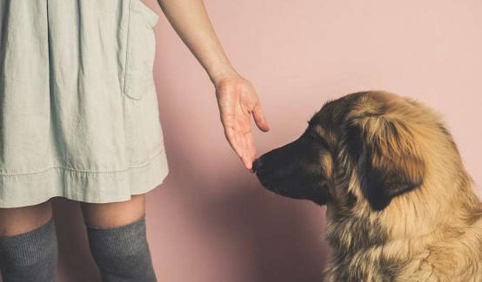 Έρευνα: Τα σκυλιά μπορούν να μυρίσουν τους ανθρώπους με κορονοϊό!