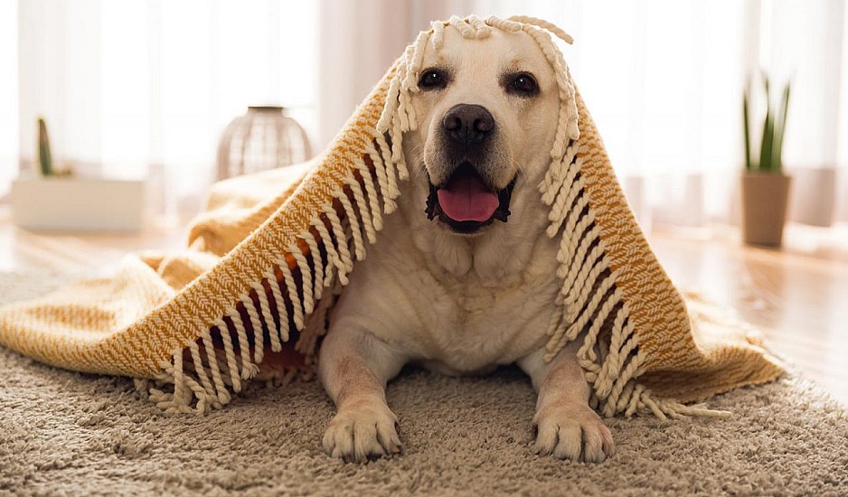 Ανακαλύφθηκε νέος κορονοϊός σε σκύλους – Πιθανότητα μετάδοσης σε ανθρώπους