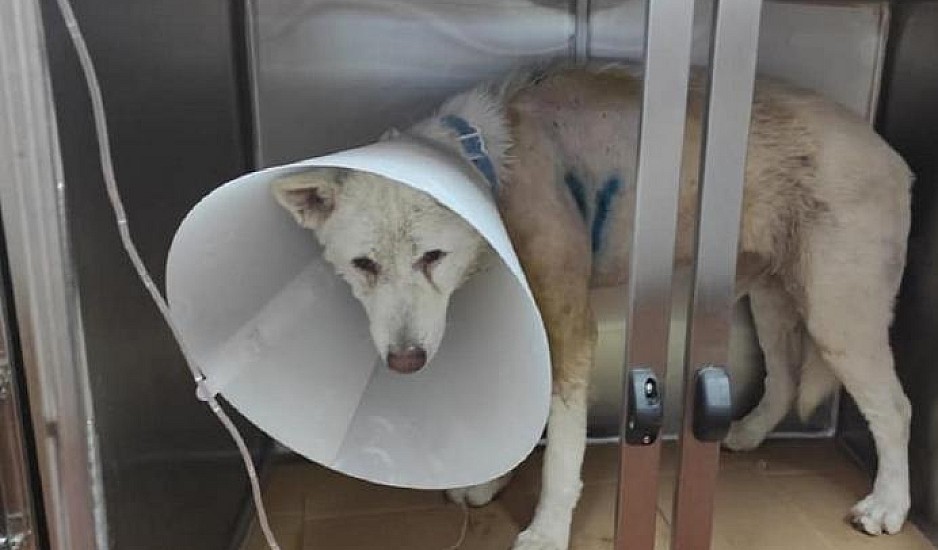 Συγκίνηση για τον Έκτορα - Επιστρέφει σπίτι του ο σκύλος που μαχαιρώθηκε βάναυσα