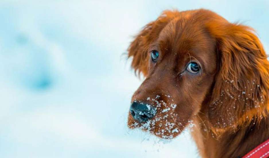 Χαλκίδα: Δες τι έκαναν σε ένα σκυλάκι για να μην κρυώνει