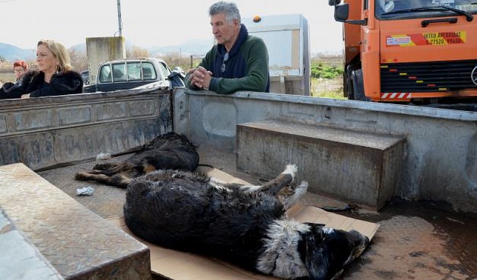 Πέλλα: Παρέμβαση εισαγγελέα για νέους θανάτους σκύλων από φόλα