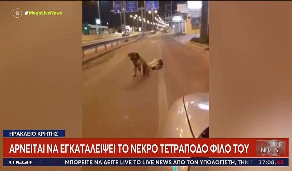 Κρήτη: Σκύλος θρηνεί και δεν εγκαταλείπει τον νεκρό τετράποδο φίλο του στην άσφαλτο
